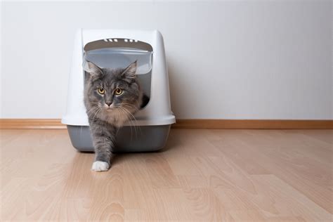 The 8 Best Cat Litter Boxes of 2022