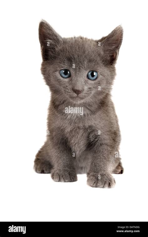 Blue Eyed Grey Kitten on White Stock Photo - Alamy