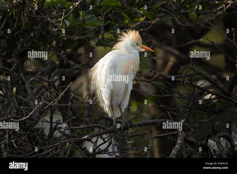 Cattle Egret in breeding plumage Stock Photo - Alamy