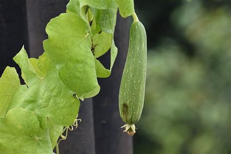 The Health Benefits of Luffa Vegetable