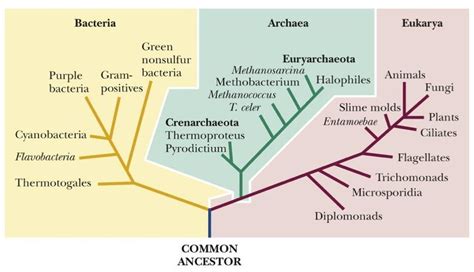 Three Domain Classification system | Download Scientific Diagram