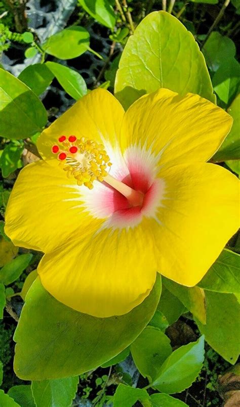 Hawaiian Exotic Yellow Hibiscus Flower Live Plant Rooted 5 to 7inches ...