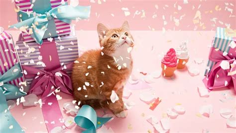 How To Throw The Best Cat Party Ever! - CatTime