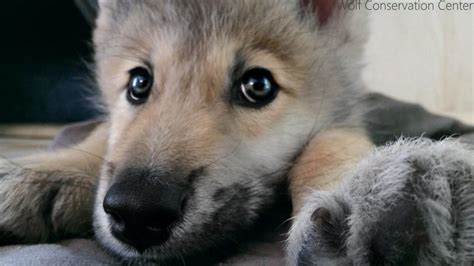 Very Cute Wolf Puppies