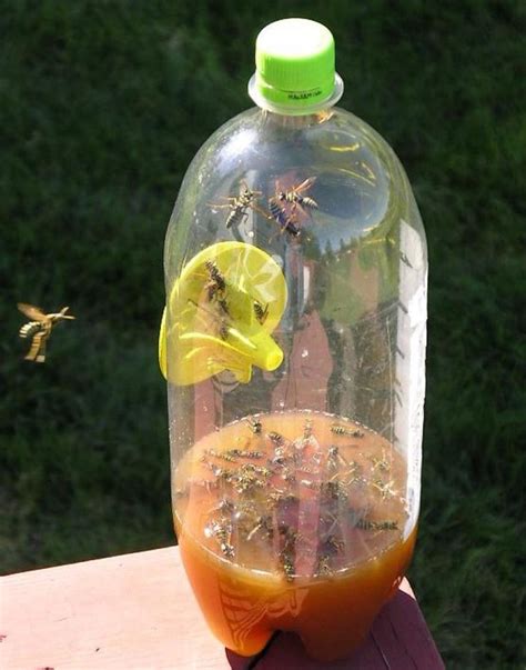 Fatal Funnel Wasp Traps | Wasp traps, Garden insects, Hornet trap