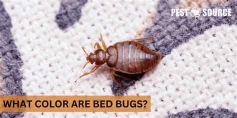 What Color Are Bed Bugs? - Pest Source