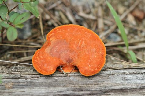 Lingzhi mushroom stock photo. Image of value, brown, polyporus - 62952768