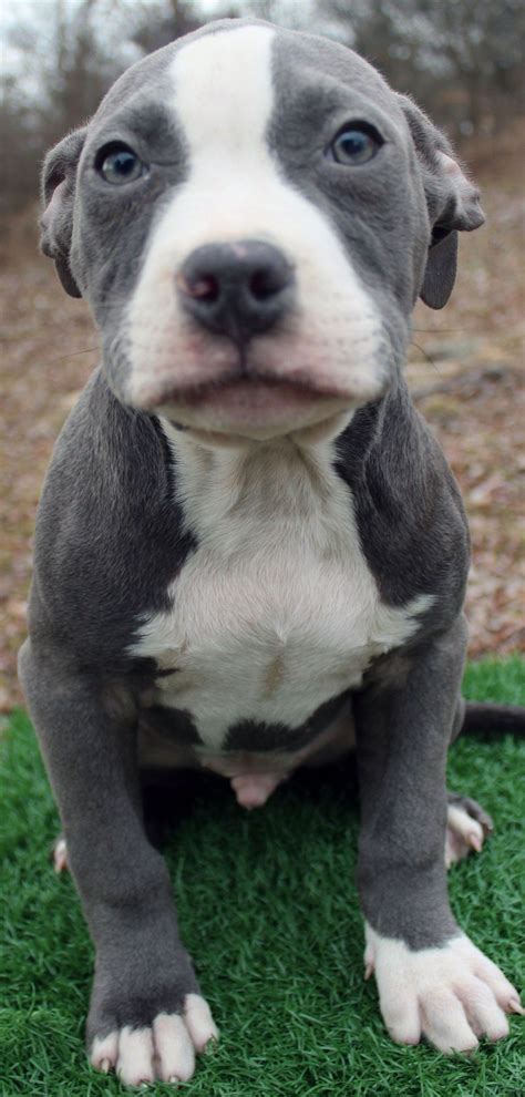 Blue Nose Pit Bull Puppies : Blue Nose Pitbull Puppy for Sale in Omaha ...