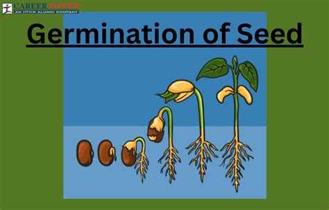 Seed Germination: Definition, Process, and Factors Affecting the Process