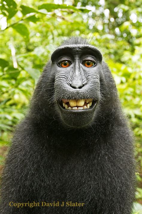 'Monkey Selfie' Photographer David Slater on his Fight with Wikipedia ...