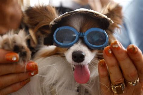 16 Adorable Photos of Dogs Wearing Glasses