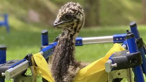 Cute baby emu bird with special needs learns how to walk with ...