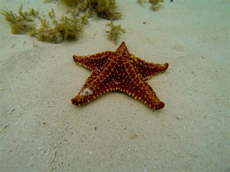 Starfish Beach – Over The Water Rentals