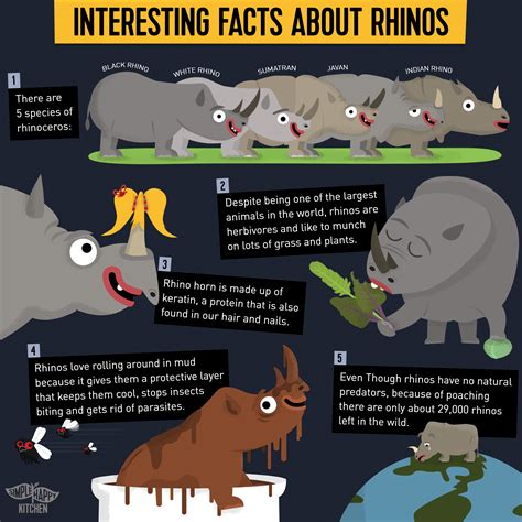 Some Cool facts about Rhinos – Simple Happy Kitchen