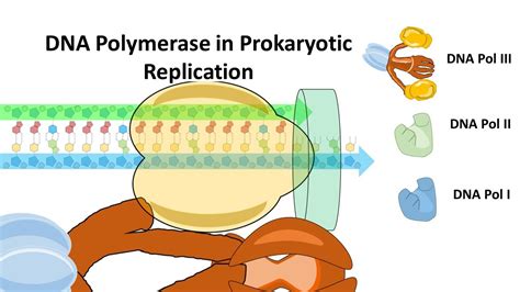 Rna Polymerase In Prokaryotes