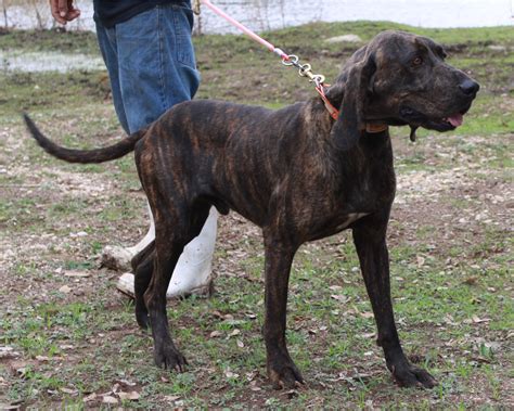 Plott Hound - Puppies, Rescue, Pictures, Information, Temperament ...