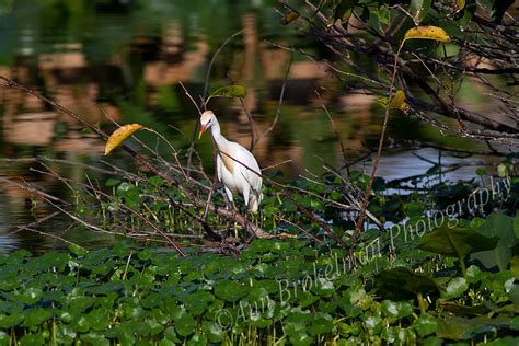 Ann Brokelman Photography: Cattle Egret - in breeding plumage and out ...