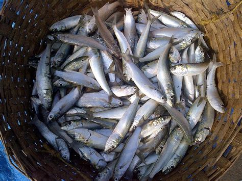 fish, indian oil sardine, sardinella longiceps, ray-finned fish ...