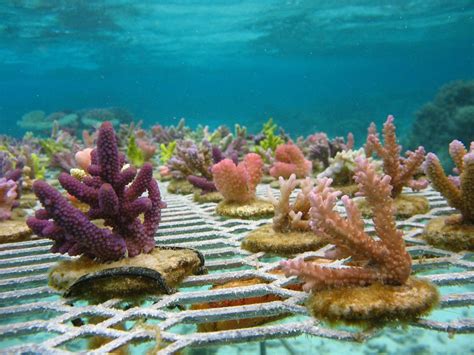 Approaches to Coral Reef Conservation - Coral Reef Alliance