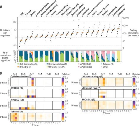 Somatic mutation in cancer and normal cells | Science