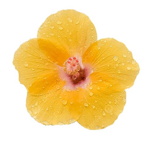 Hibiscus Rosa Sinensis PNG Transparent, Flower Hibiscus Rosa Sinensis ...