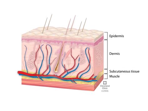 Labeled Skin Model