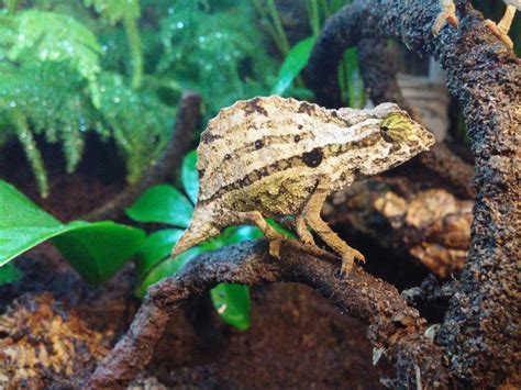 Bearded Pygmy Chameleon Facts and Pictures | Reptile Fact