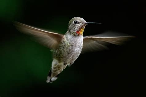 Flying Hummingbird by RobDem | ePHOTOzine