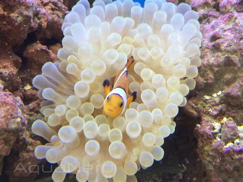 Picture of the Week, Clownfish and Anemone | AquaNerd