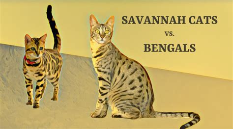 Bengal Cat Size Compared To Domestic Cat