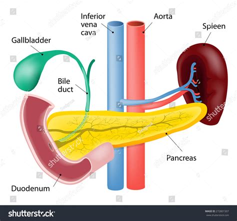 Spleen Pancreas Isolated Human Anatomy Stock Vector (Royalty Free ...