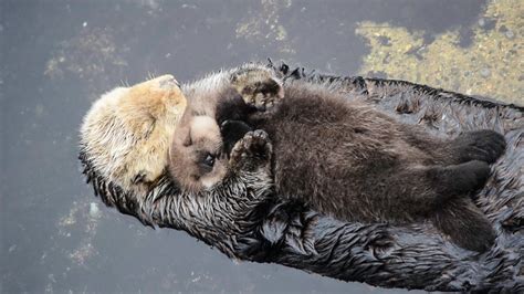 1 Day Old Sea Otter Trying to Sleep on Mom | Baby sea otters, Baby ...