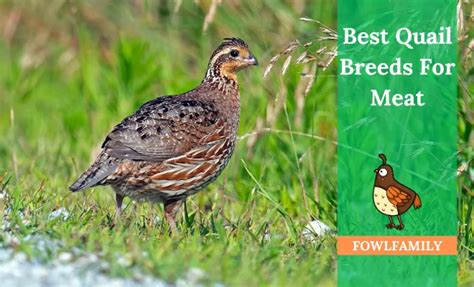 All About Raising 5 Best Quail Breeds For Meat - FowlFamily