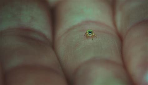 salticidae by LaMoccacino on DeviantArt