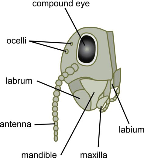 18.3 Arthropods And Insects - Guest Hollow