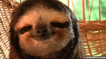 Sloth GIF - Sloth - Discover & Share GIFs