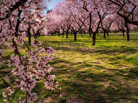 Flowering Pink Almond - How To Care For Growing Flowering Almonds