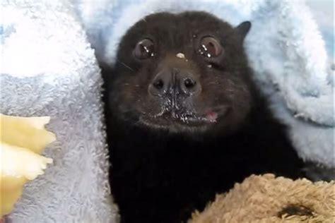 It's a bat eating a banana ... and it's absolutely adorable! | Cute ...