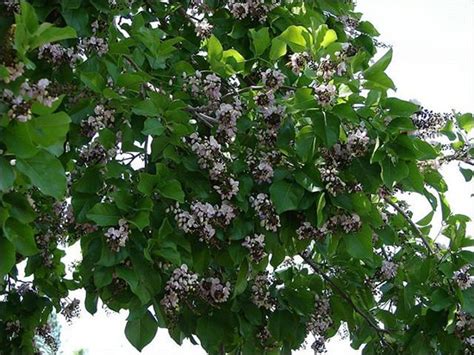 Karanj / Indian Beech (Pongamia Pinnata)- Ayurvedic Properties & Dosage