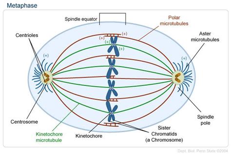 What Is the Role of the Spindle Fibers During Mitosis - Adrien-has-Watkins