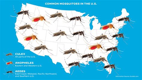 Different types of mosquitoes found in the US