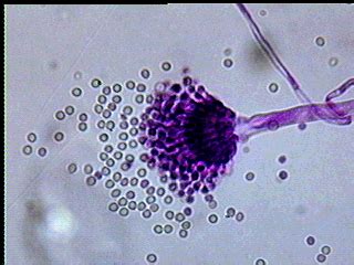 Aspergillus - Mar Vista Animal Medical Center