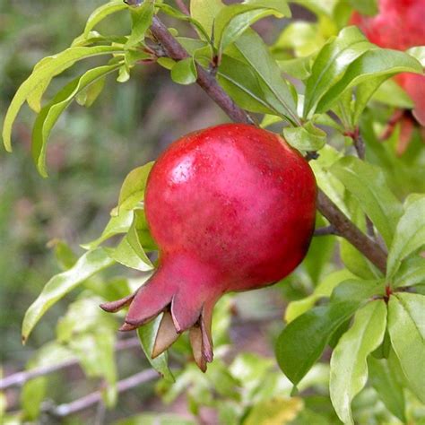 Dwarf Pomegranate Tree | Plant Addicts