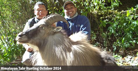 Himalayan Tahr Hunting in Nepal - Nepal Trophy Hunting - About ...