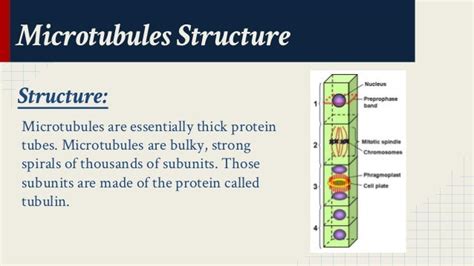 Microtubules Structure and Function