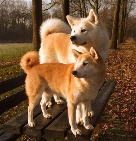 Akita vs. Shiba : aww