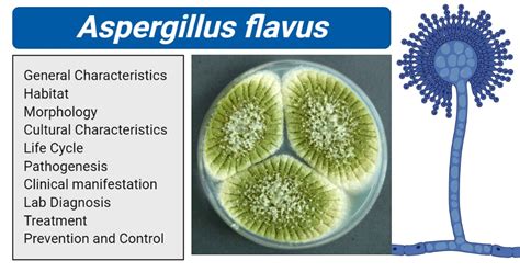 Aspergillus flavus- An Overview