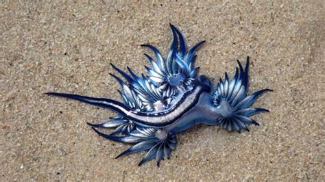 Rare Blue Dragon Sea Creatures Wash Up on South African Shores