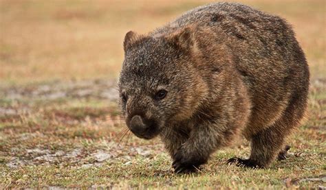 Wombat - Facts, Diet & Habitat Information