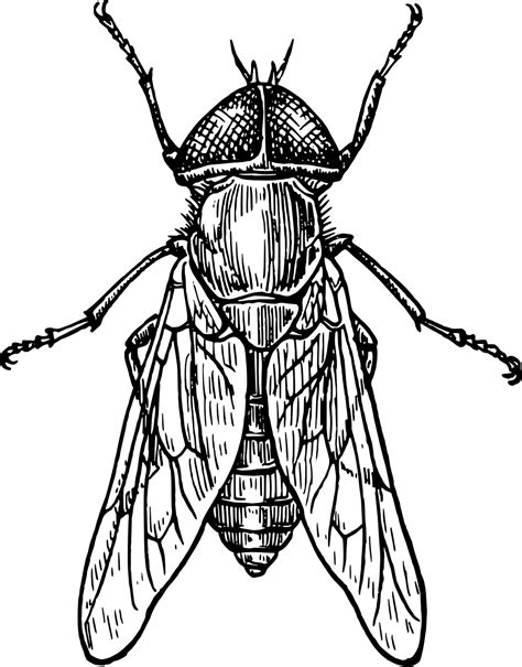 Imagen gratis en Pixabay - Mosca, Escarabajo, Insecto, Alas | Tatuaje ...